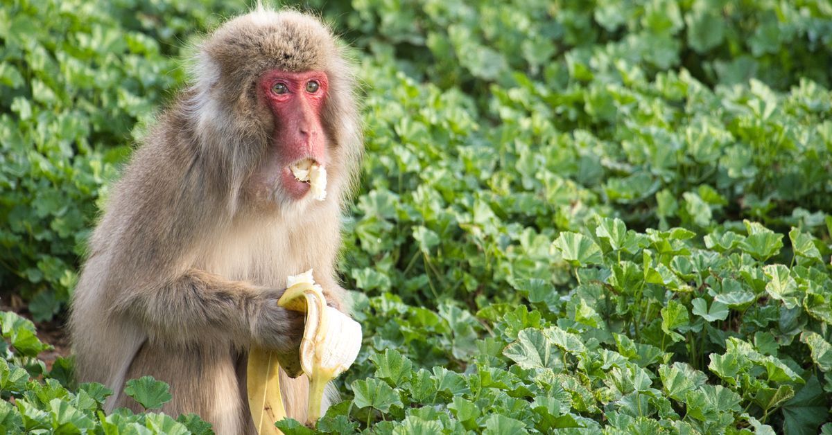 Some Monkeys Seem to Become Germophobic After Living Through a Disease Outbreak, Just Like Humans