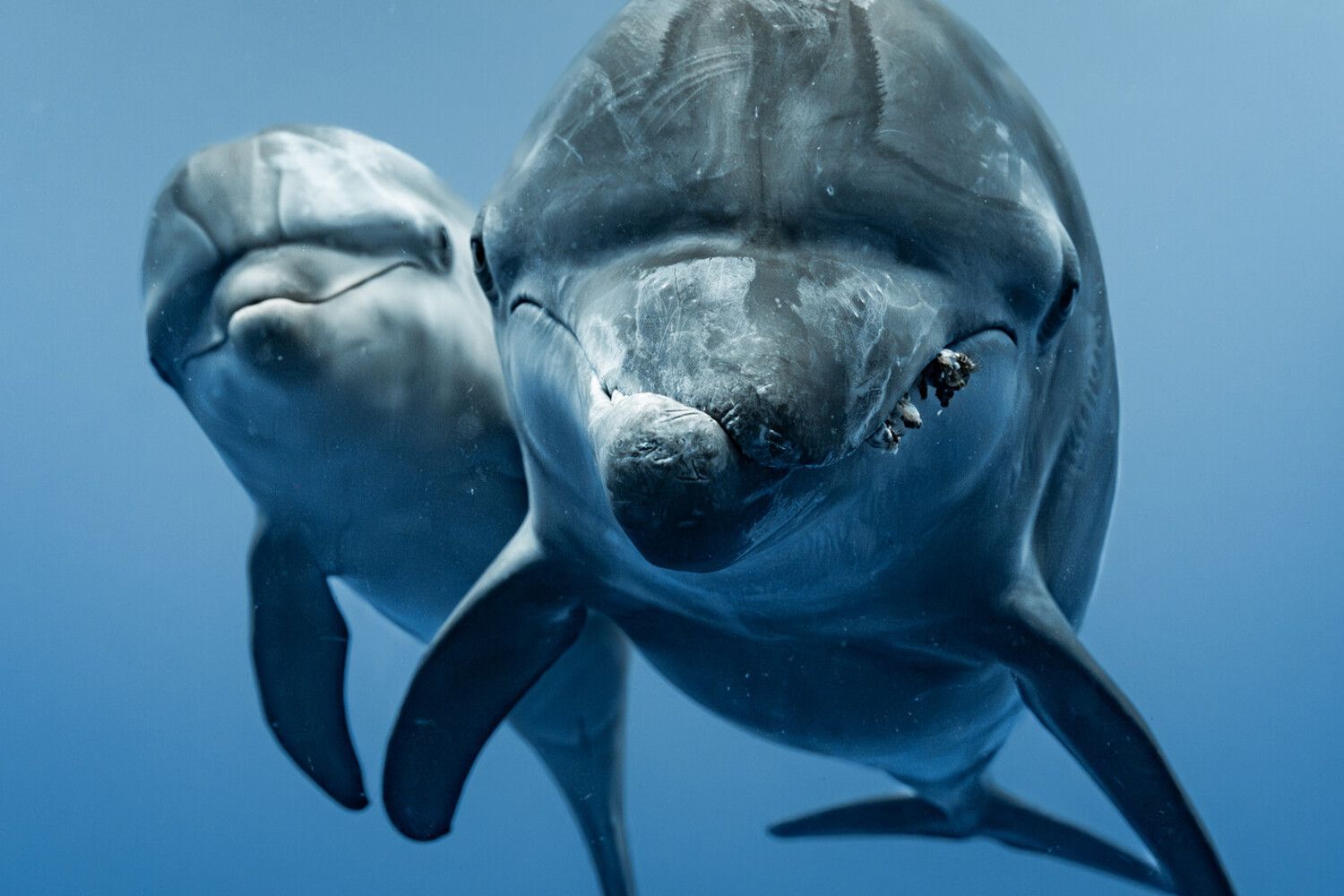 These 11 Wildlife Images From the Ocean Conservancy’s Photography Contest Showcase the Wonder of Earth’s Waters