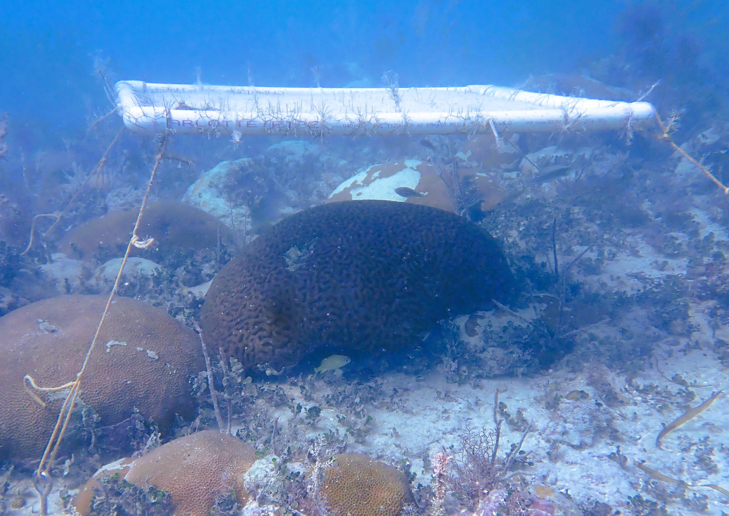 Underwater umbrellas for coral reefs could help protect against heat damage