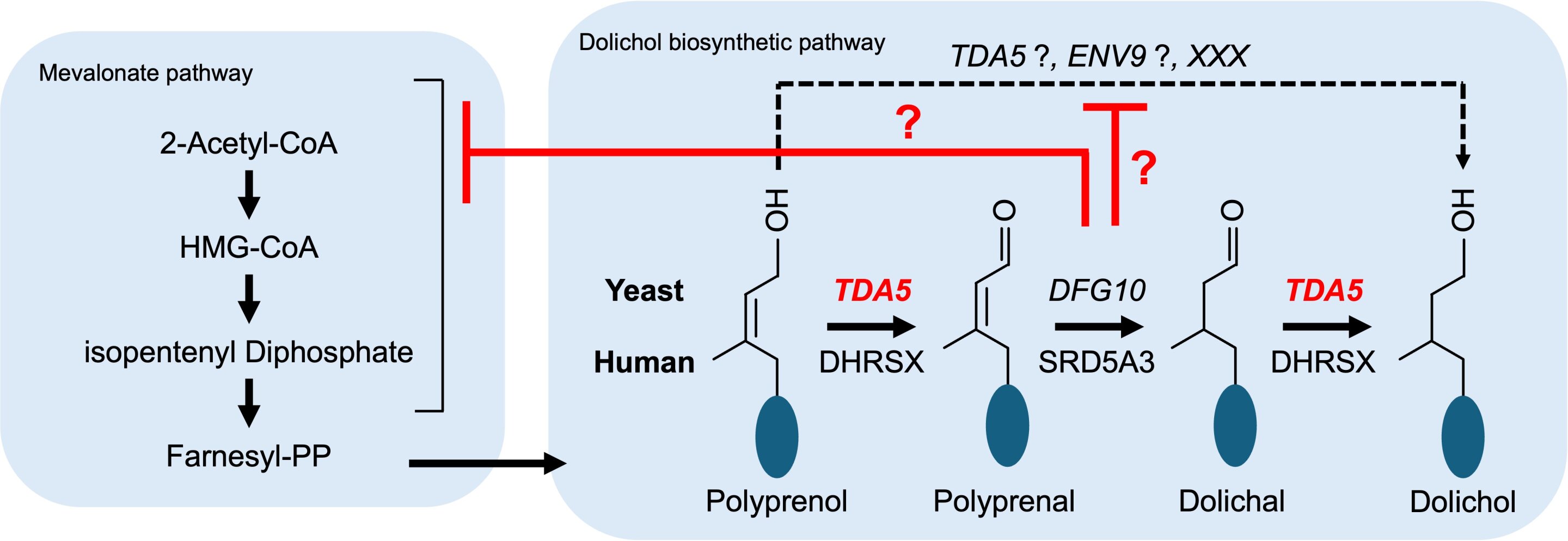 Yeast experiments reveal an evolutionarily conserved backup route for making a molecule that's essential to life