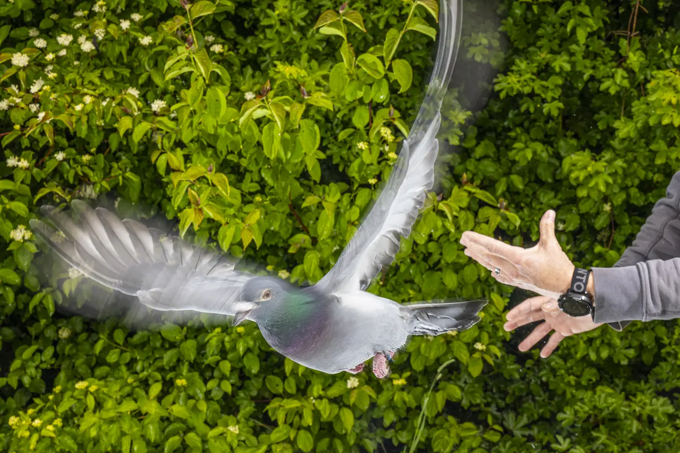 How Do Pigeons Find Their Way Home? New Research Suggests the Birds' Remarkable Navigational Skills Come From Their Livers