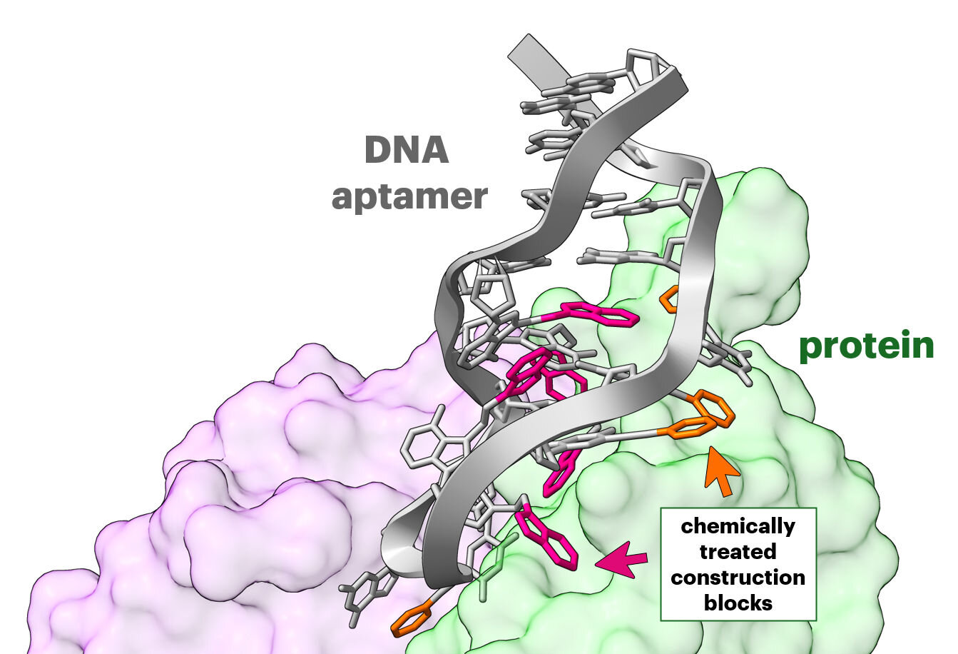 Faster aptamer screening finds synthetic alternatives to antibodies in days instead of months
