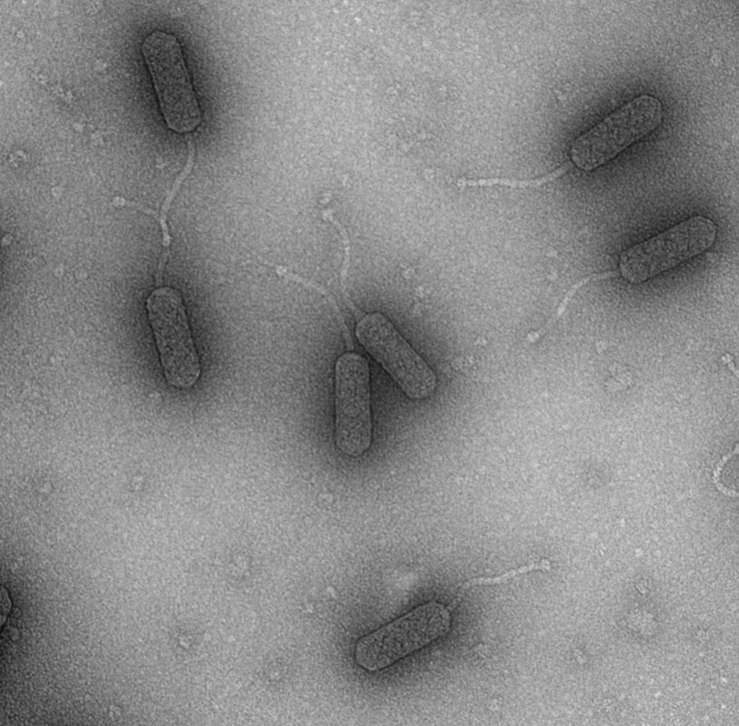 A 'library' of bacteria-killing viruses: Harnessing the power of phages