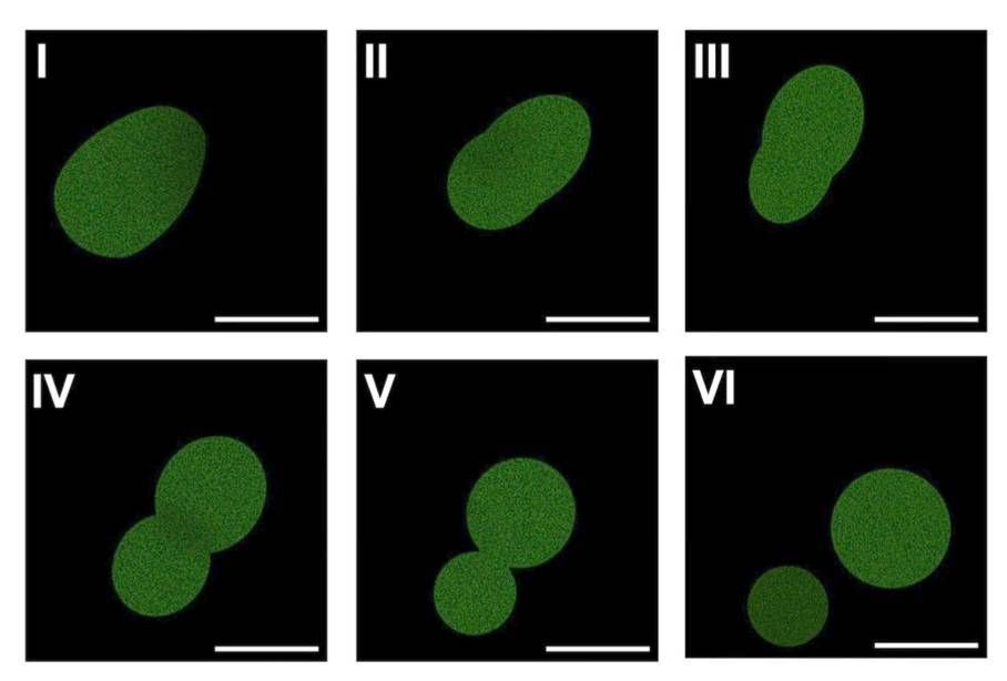 Scientists Say They've Made Cells That Feed, Grow and Reproduce, Bringing Them One Step Closer to Building Life From Scratch