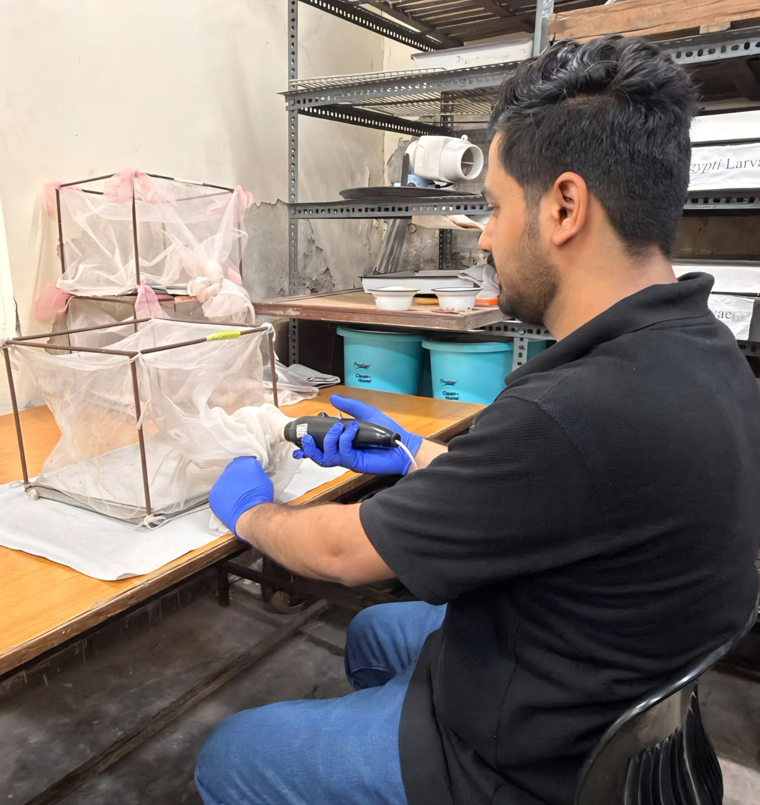 Mosquitoes are rapidly activating enzymes against common insecticide, researchers warn