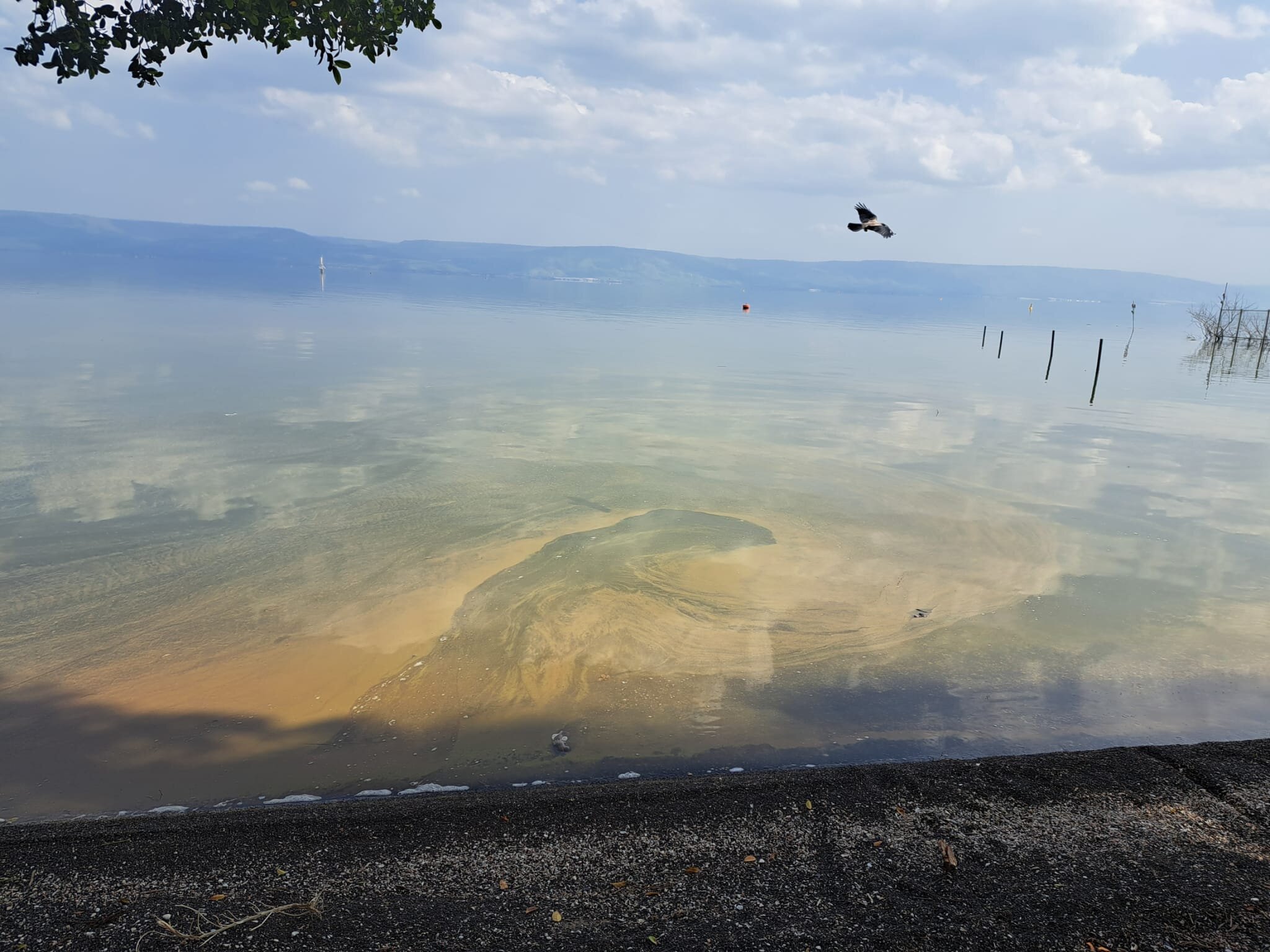 Heat-surviving cyanobacteria switch to respiration when photosynthesis falters, 48-hour test reveals