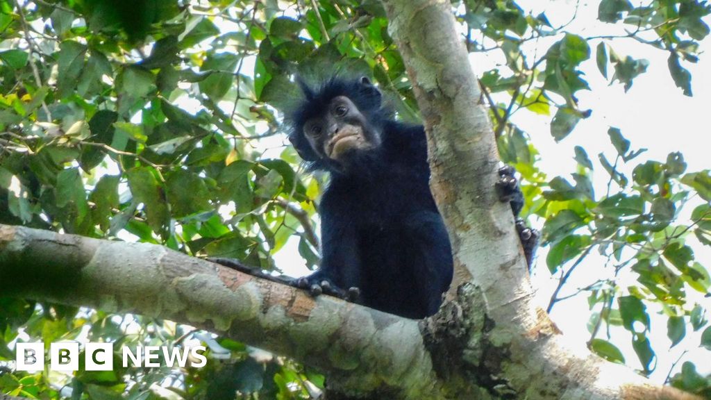 Watch: What we know about newly discovered monkey species