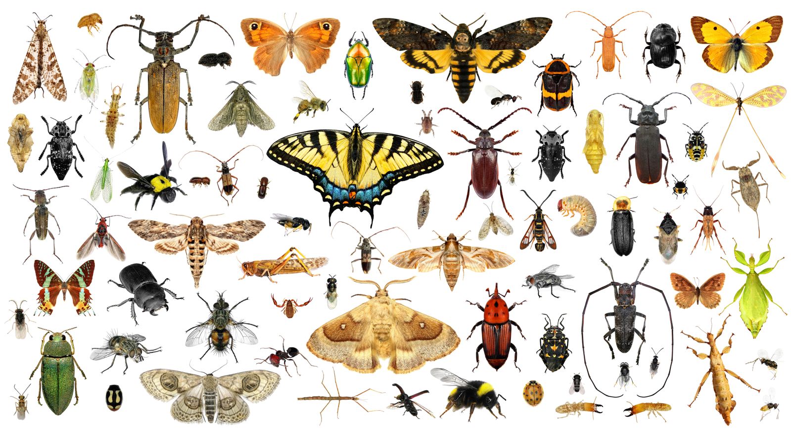 Earth Might Be Home to 20 Million Insect Species—More Than Three Times as Many as Previously Thought, a Study Suggests