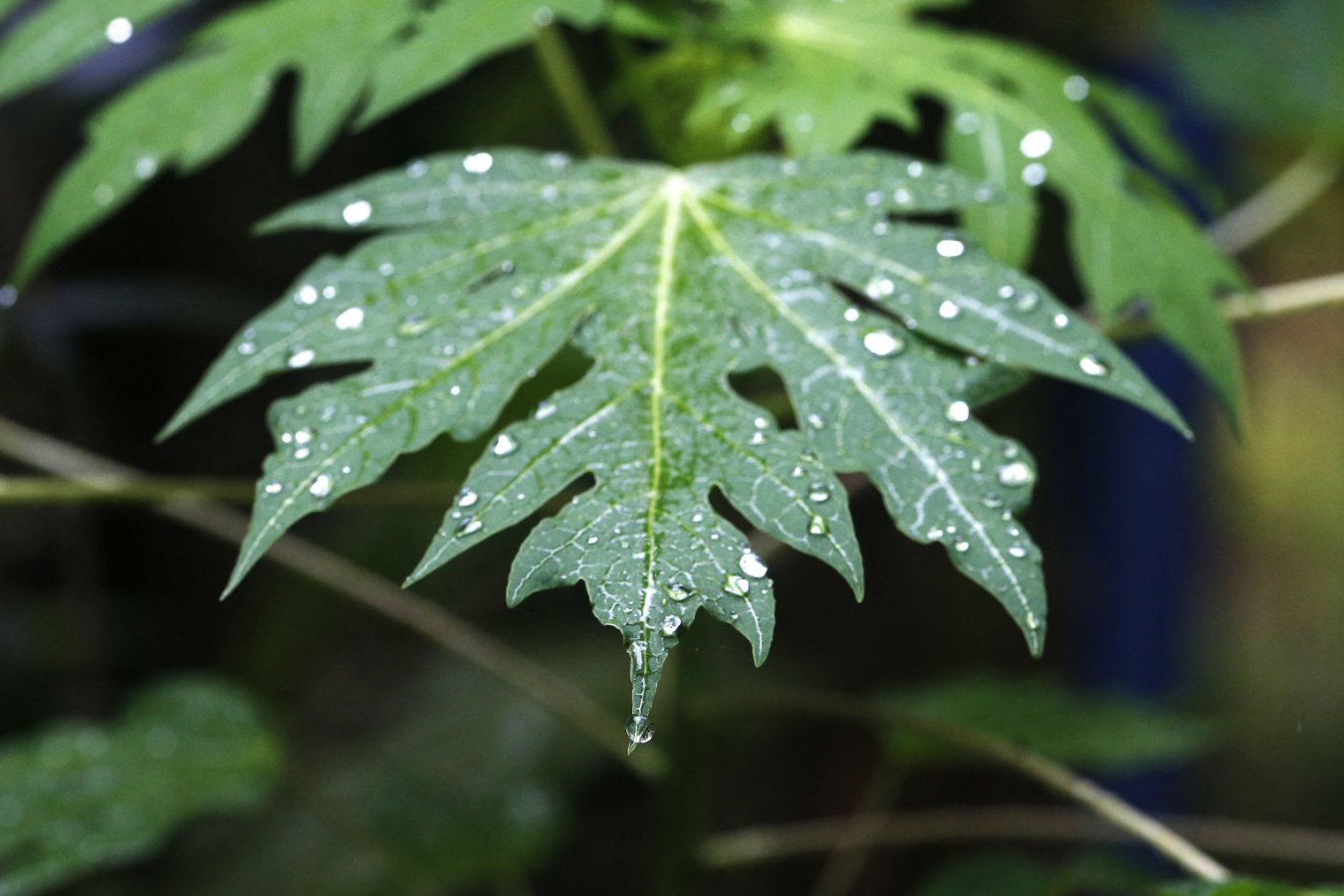 Plant biology provides inspiration for PFAS replacement