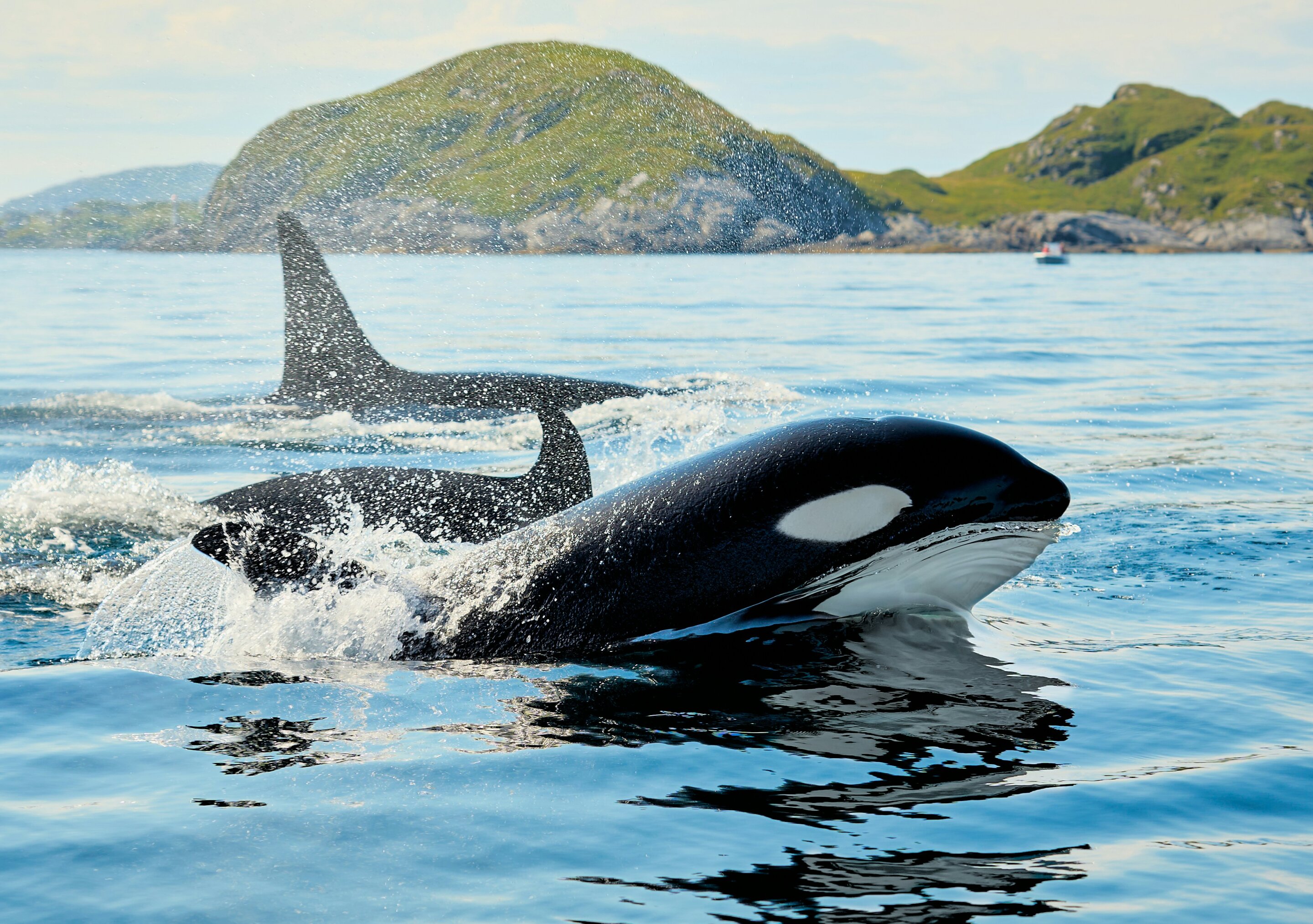 Orcas filmed ramming one of the world's heaviest fish so hard it explodes, possibly for fun