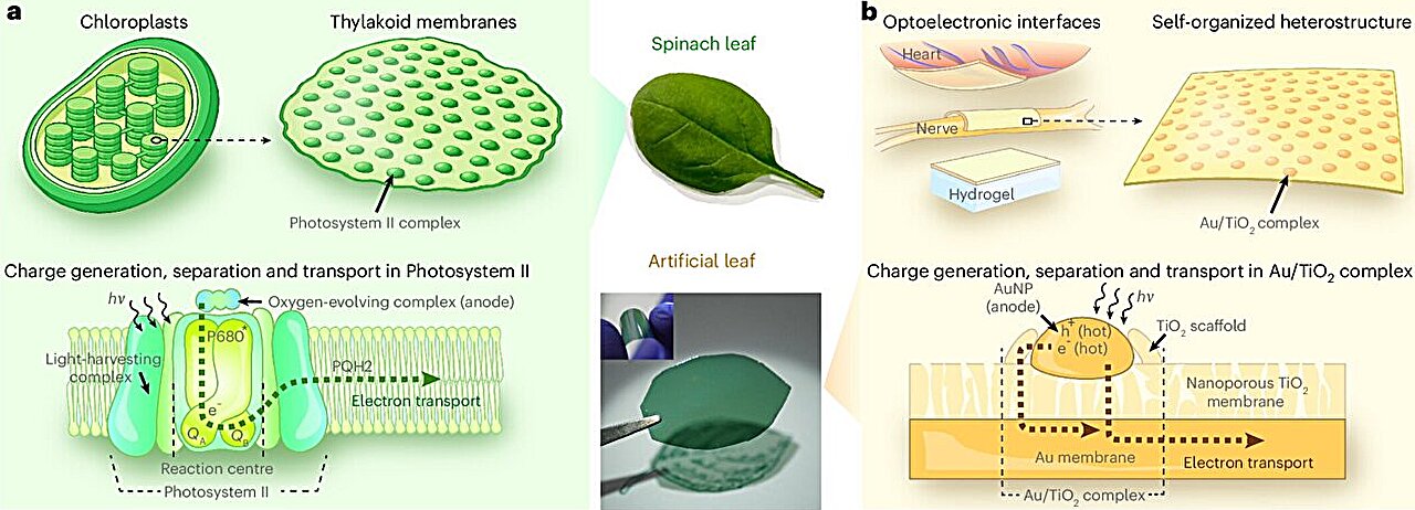 Artificial 'leaf' powers wireless biomedical device