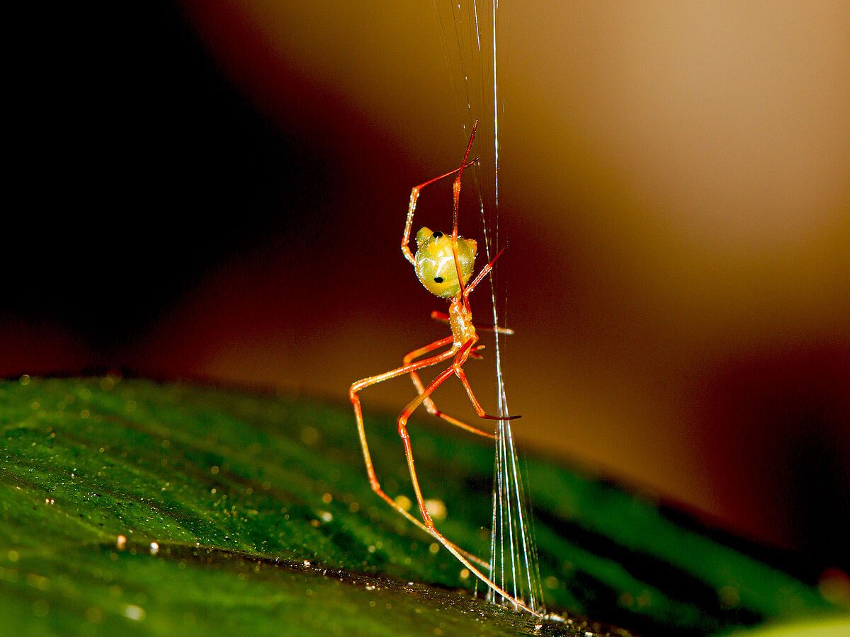This Newly Discovered Spider Builds a Unique Web That Catapults Ants Through the Air