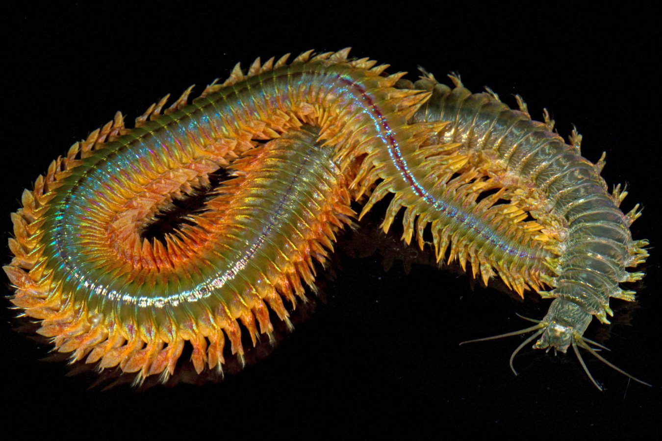 Hard but lightweight ‘bio-metal’ material discovered in sea worm jaws