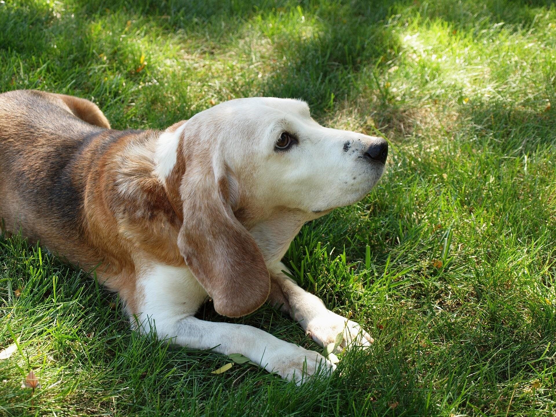 Shorter front-leg strides can be an early warning sign of dementia in senior dogs