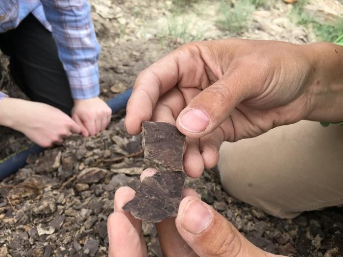 Forests Didn't Fare Well During an Ancient Global Warming Event, Offering a 'Cautionary' Tale About Today's Climate Change