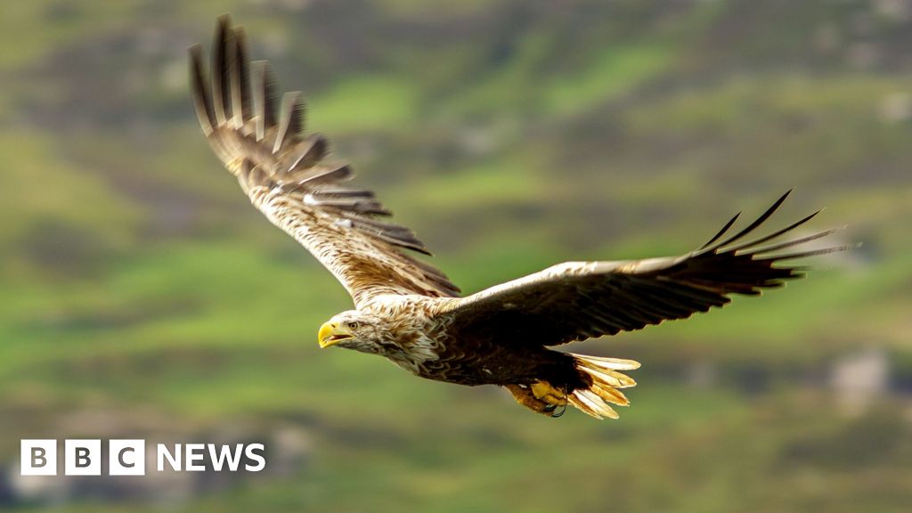 Britain's protected birds of prey still being shot, trapped and poisoned, says RSPB