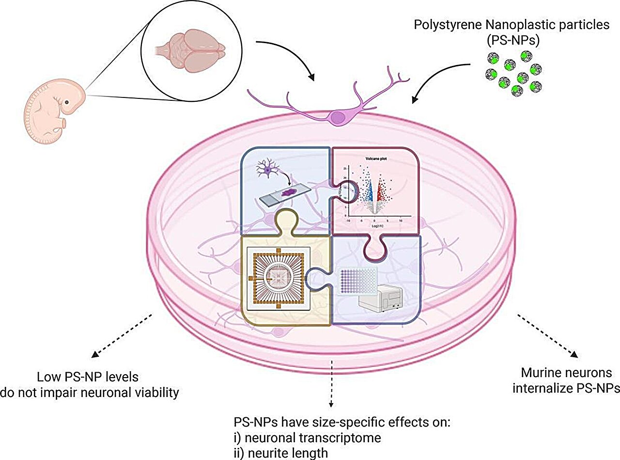 The impact of nanoplastics on neurons may depend on their size